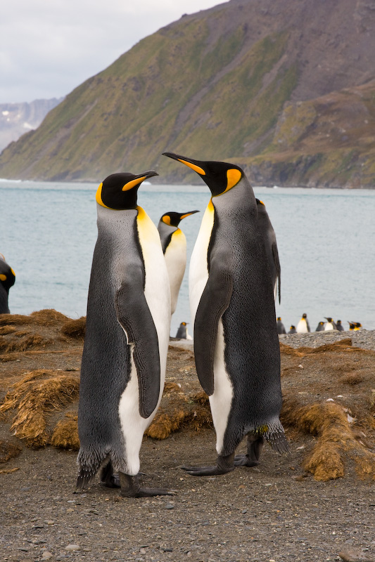 King Penguins